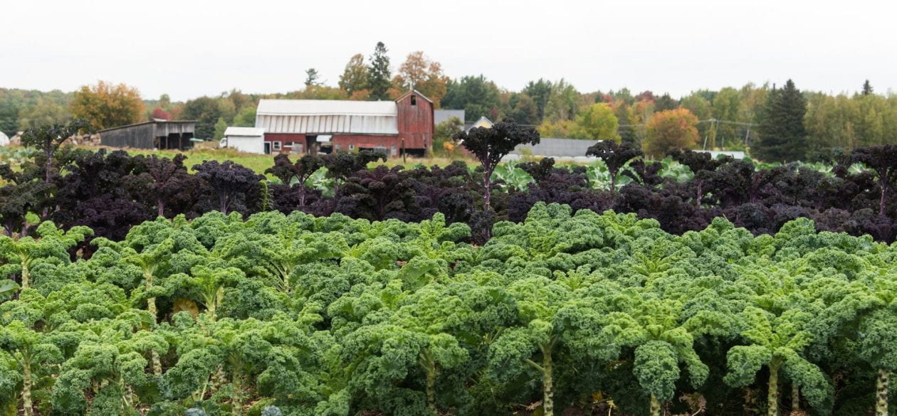 Kale grows in the foreground of the Kent Family Growers farm