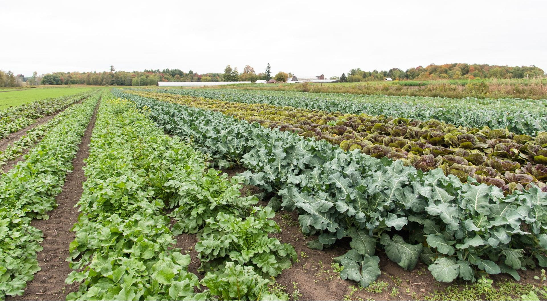 Brassicas grow on the Kent Family Growers farm