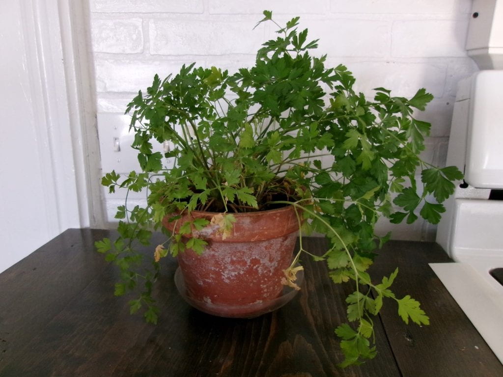 potted parsley