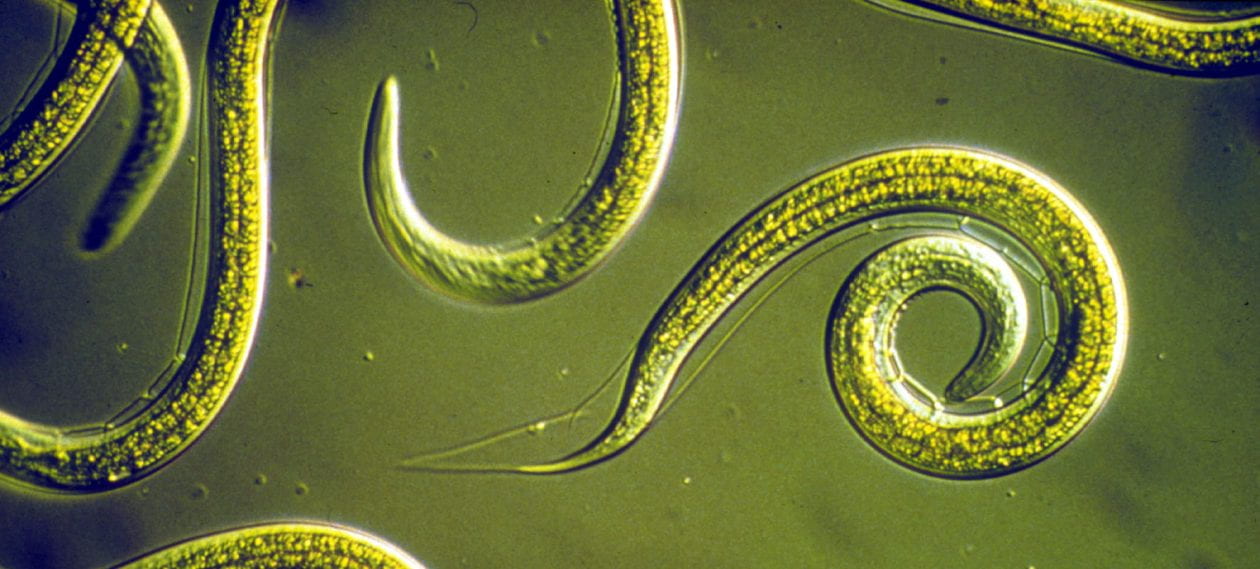 Nematodes are pseudocoelomate animals, many of which are parasites of plants and animals. From http://www.scienceimage.csiro.au/image/2818