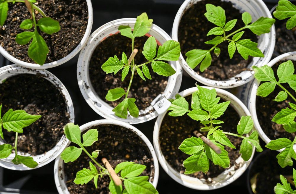 Tomato seedlings in yogurt containers