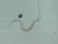 A beneficial nematode