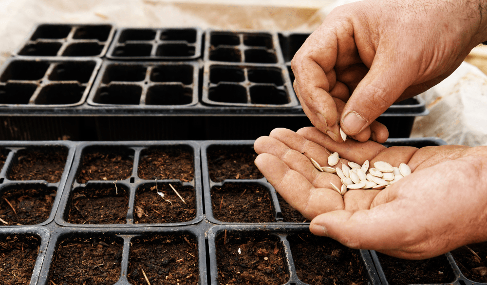 A person seeding a tray with seeds