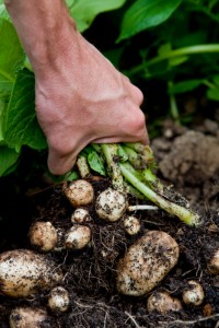 Lifting Organic Early New Potatoes