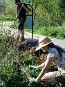 volunteers weeding