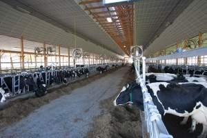 Dairy cattle in Hartford, NY.