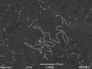 SEM to assess antimicrobial activity of food contact materials