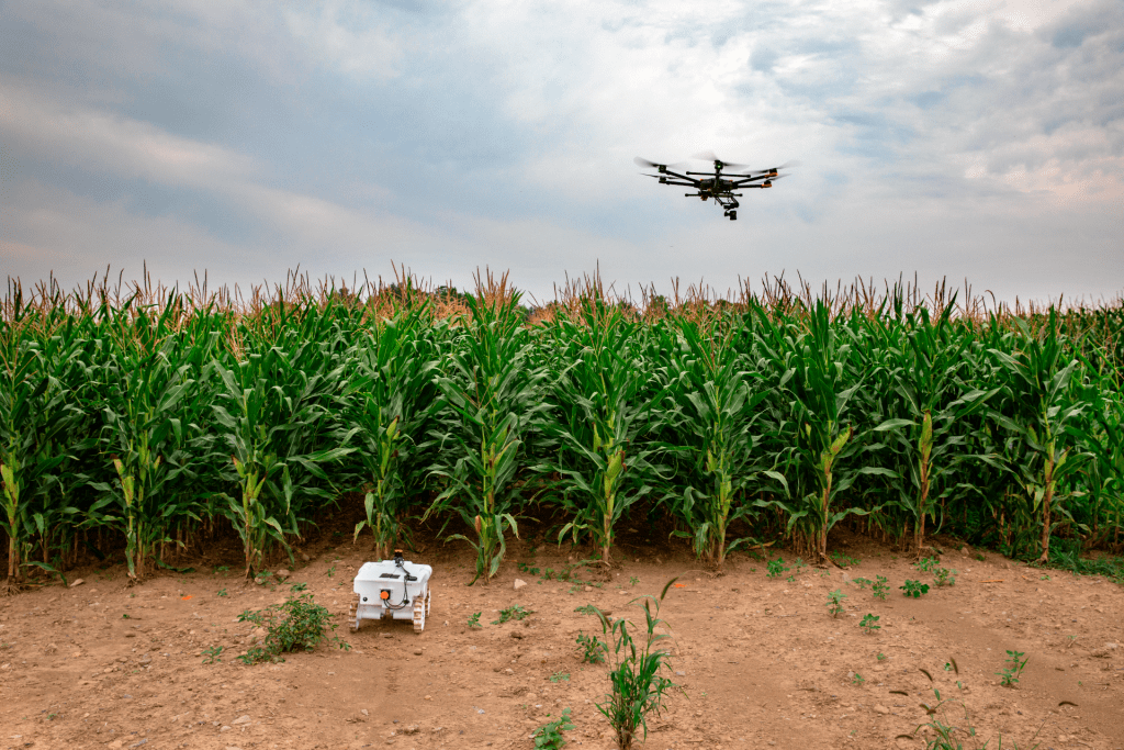 Drone hovering over maize field with sensing robot on the ground