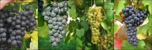 Latest Cornell grape varieties: Everest, Arandell, Aromella and Noiret.