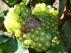 Grape cluster with Botrytis bunch rot.