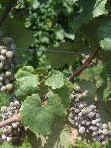 Powdery Mildew on foliage and clusters, 