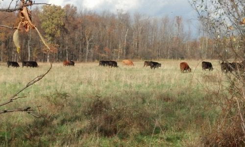 Fall Cattle