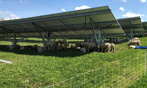 Sheep Grazing on Solar Arrays