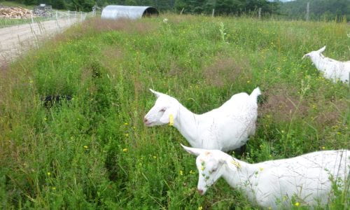 white goats grazing
