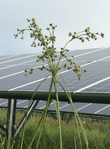 bulrush and solar panels