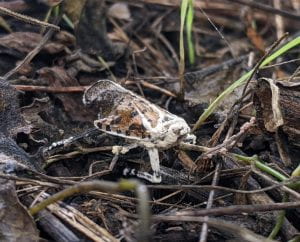 Spotted Lanternfly killed by Beauveria bassiana.