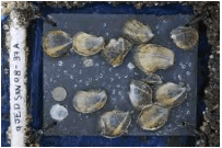 Oysters growing on slate tile