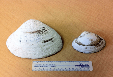 Two oyster shells with a measuring tool in front