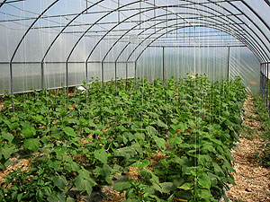 Cucumbers trellised in a quonset-style high tunnel with straight sidewalls