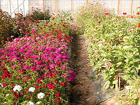 Growing flowers in beds uses space efficiently, and makes weed control and irrigation easier.