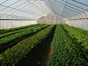Gothic-style tunnels have peaked roofs that shed snow better than hoop-houses, an important consideration if you are planning to grow greens overwinter.