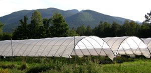 Multi-bay tunnels can cover a large area but can’t stand up to winds or snow load.