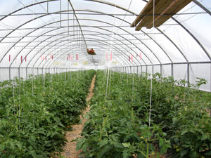 Hoop-houses with straight sidewalls allow you to grow taller crops in rows bordering the edge of the structure, like the vertically trellised indeterminate tomatoes