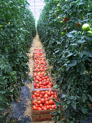 High tunnels can boost tomato yields, reduce disease and improve fruit quality.