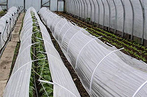 Low tunnels covered with spun row cover provide extra protection for winter crops inside high tunnels.