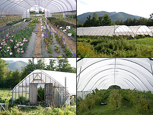 Clockwise from upper right, cut flowers in a gothic high tunnel, multi-bay tunnels, raspberries in a hoop house with straight sidewalls, and tomatoes in a gothic tunnel.
