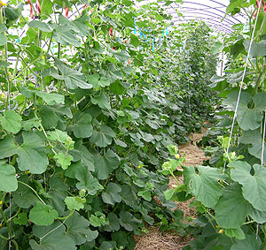 Melons and other trellised cucurbit crops make maximum use of the vertical space in high tunnels.