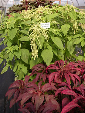 Amaranthus 'Early Splendor' (front) and 'Emerald Tassels' in the high tunnel in summer 2006.
