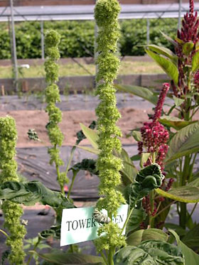 Amaranthus 'Tower Green'.