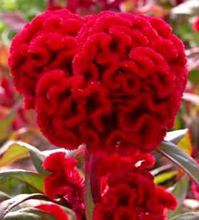 'Temple Belle New Scarlet' is a Cristata group celosia.