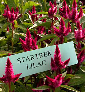 'Startrek Violet' a Spicata-type celosia