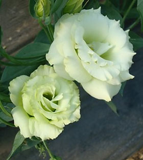 'Arena 1 Green' is a double lisianthus. The frilly petal edges make the flowers look fuller.