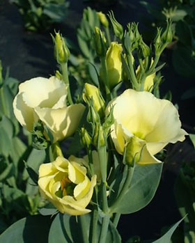 'Cadence Yellow' single-flowering lisianthus.