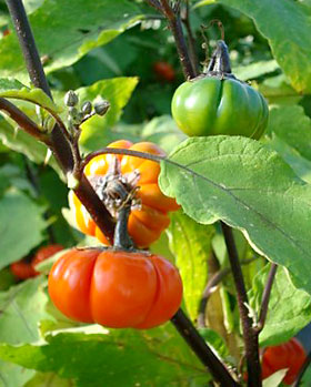 'Pumpkin-on-a-Stick' (Solanum aethiopicum)
