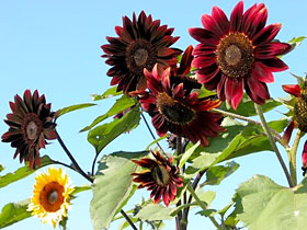 'Moulin Rouge', a tall, late, branching sunflower variety.