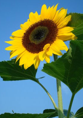 Pollen-less sunflower hybrid 'Arbel'.