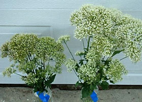 Trachelium 'Dafne White' grown outside (left) or in the high tunnel (right).