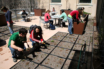 Students from Creating the Urban Eden course refurbish plantings on the Mann Library Terrace