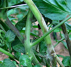Late blight lesions on tomato stems