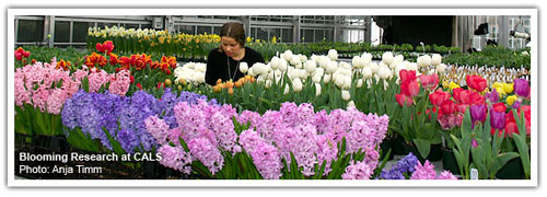Greenhouse grower Jenny Rothenberg and flower bulbs at Kenneth Post Lab Greenhouses grace the 'cover' of the February 2010 eCALSconnect newsletter.