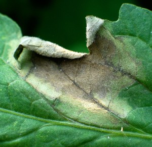 Late blight lesion on tomato leaf.  Click for larger view.