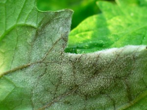 When it's moist, the late blight pathogen produces spores.  Look for white fuzzy growth, especially on the underside of leaves.  (Another disease, Botrytis, produces gray spores.)