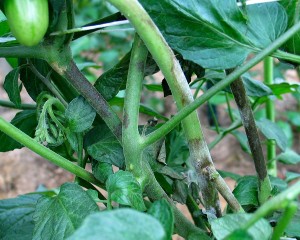 A range of symptoms on tomato stems from the small, irregular spots found early on to larger lesions to white spores formed under moist conditions.