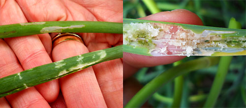 'Window paning' in onions (left) and damage to garlic leaves (right).  Photos by Amy Ivy.