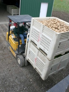 Thompson Vegetable Research Farm manager Steve McKay loads bins of potatoes bound for Food Bank of the Southern Tier
