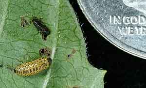 Viburnum leaf beetle larvae feeding on leaf.